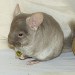 Chinchilla Beige Velvet, chinchilla Brown Velvet