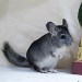 Chinchilla standard