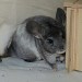 Chinchilla Wilson Ebony