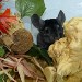 Chinchilla Ebony Moyen Foncé