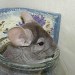 Chinchilla Beige Tower