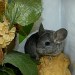 Chinchilla Ebony Clair