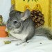 Chinchilla standard