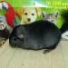 Chinchilla Ebony dark