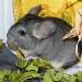 Chinchilla standard