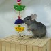 Chinchilla Saphir Ebony