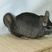 Chinchilla Médium dark