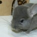 Chinchillas Ebony-Violet