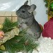 Chinchilla standard