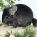 chinchilla ebony dark