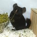 Chinchilla ebony extra dark