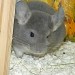 Chinchillas Violet