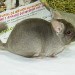 Chinchilla Beige Velvet