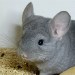 Chinchilla Saphir