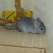 Chinchilla Saphir