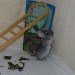 Chinchilla Saphir Velvet