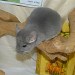 Chinchillas Violet