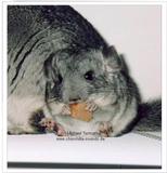 Chinchilla Passion