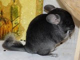 Chinchilla Black Velvet